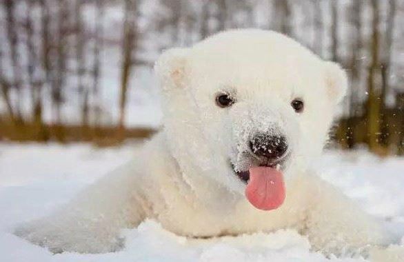 动物冬眠之谜，研究低温麻醉催眠法(奇妙)