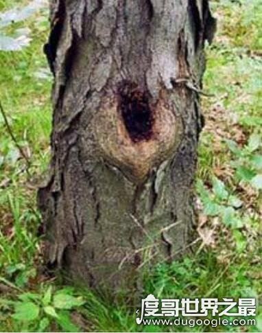 打头阵什么意思，就是指遇到事情走在最前面的人