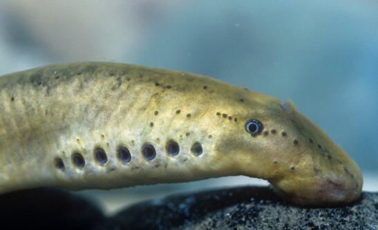 北极七鳃鳗靠吸食鲜血为生，长达60厘米恐怖生物