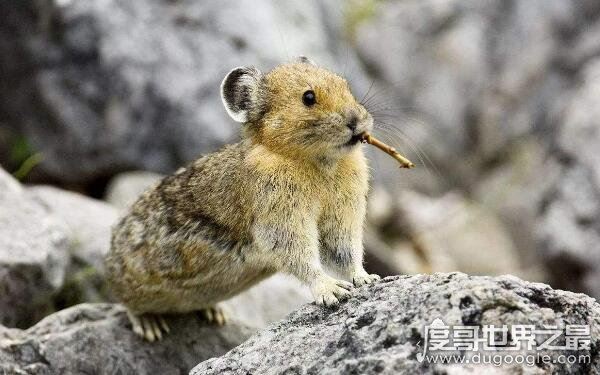 鬼最怕的七种生肖有哪些,来看看有没有你的生肖(7个生肖均克鬼)