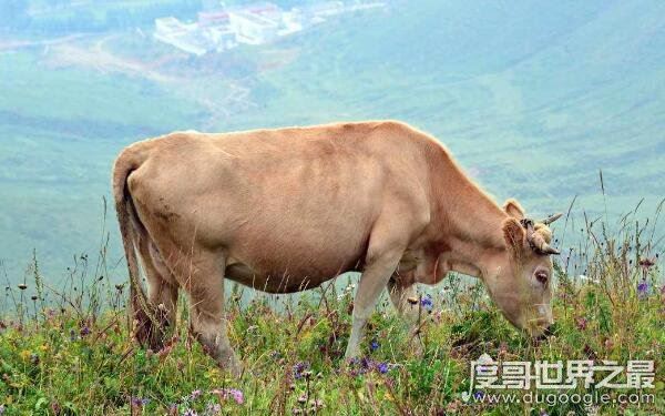 鬼最怕的七种生肖有哪些,来看看有没有你的生肖(7个生肖均克鬼)