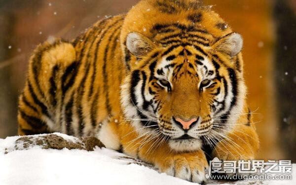 鬼最怕的七种生肖有哪些，来看看有没有你的生肖（7个生肖均克鬼）