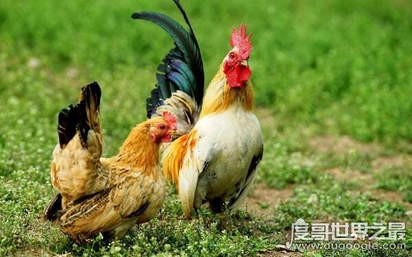 鬼最怕的七种生肖有哪些，来看看有没有你的生肖（7个生肖均克鬼）