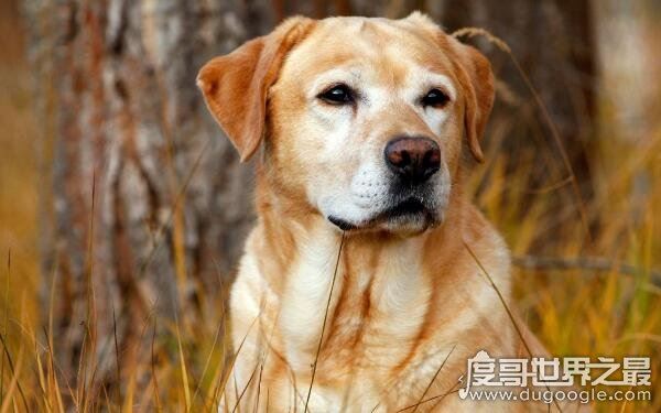 鬼最怕的七种生肖有哪些,来看看有没有你的生肖(7个生肖均克鬼)