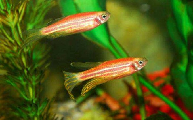 荧光斑马鱼，会发光的奇异再生鱼，适合家养吗（抗癌奇鱼）