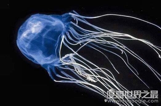 世界上十大动物之最，关于动物界中的十大世界之最盘点