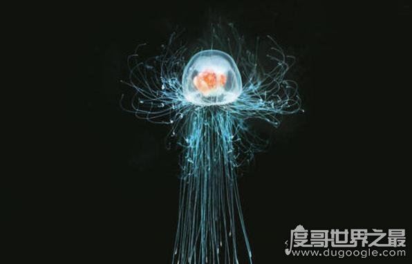 世界上十大动物之最,关于动物界中的十大世界之最盘点