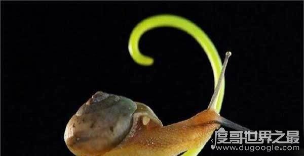 世界上十大动物之最,关于动物界中的十大世界之最盘点