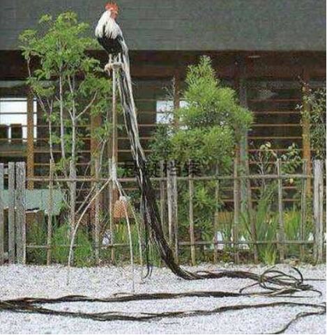 世界上十大动物之最,关于动物界中的十大世界之最盘点