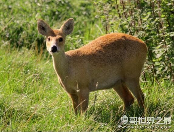 世界上十大动物之最,关于动物界中的十大世界之最盘点