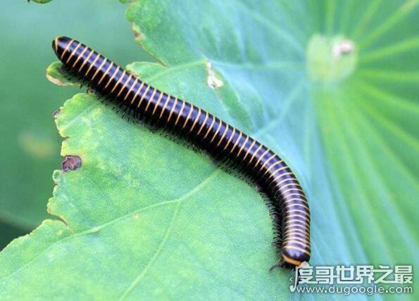 世界上十大动物之最,关于动物界中的十大世界之最盘点