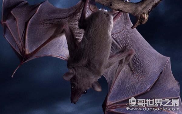 老鼠变成蝙蝠过程是真的吗，蝙蝠不是老鼠变的（纯属谣言）