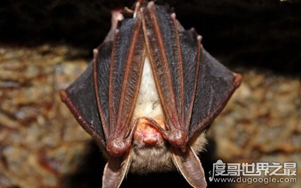 老鼠变成蝙蝠过程是真的吗，蝙蝠不是老鼠变的（纯属谣言）