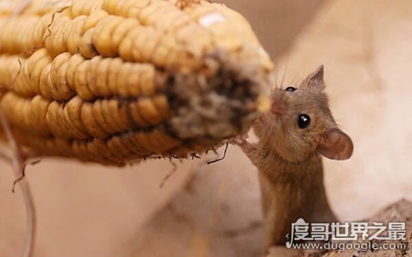 老鼠变成蝙蝠过程是真的吗，蝙蝠不是老鼠变的（纯属谣言）