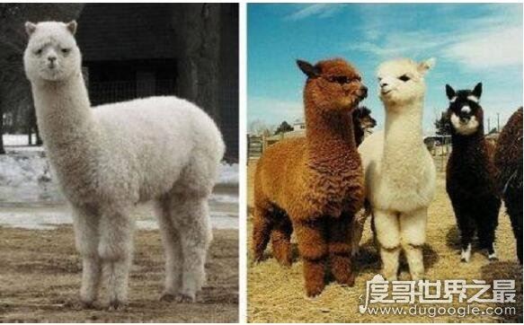 草泥马是什么？就是指羊驼(乃中国网络十大神兽之一)