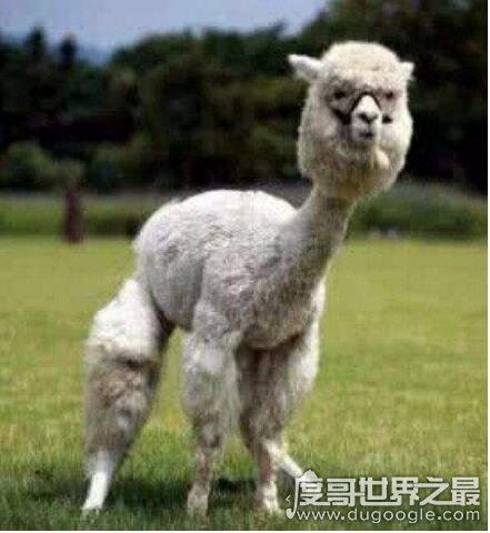 草泥马是什么?就是指羊驼(乃中国网络十大神兽之一)