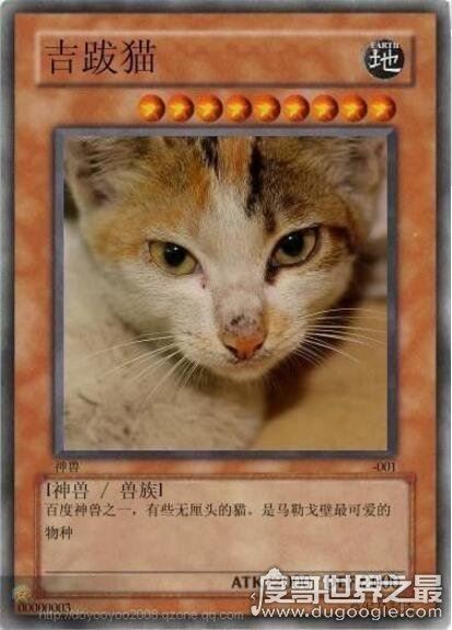 草泥马是什么？就是指羊驼(乃中国网络十大神兽之一)