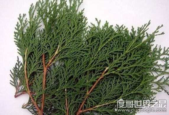 白发变黑发土方,五个小妙招教你怎样轻松摆脱白发困扰