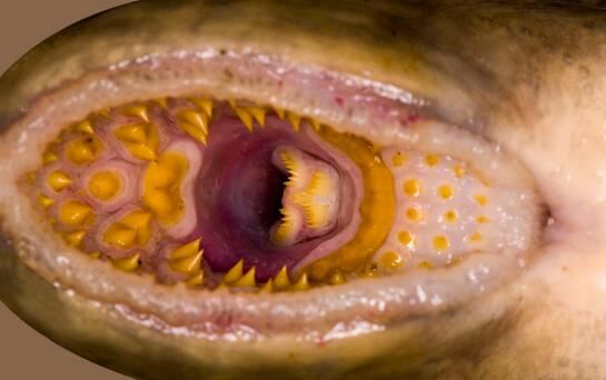 世界上最恶心的脊椎动物，七鳃鳗满是牙齿的嘴巴吸血