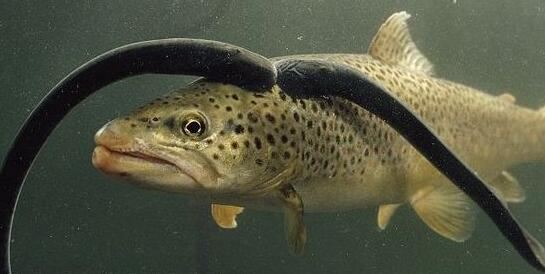 世界上最恶心的脊椎动物，七鳃鳗满是牙齿的嘴巴吸血