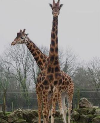 世界上最高的长颈鹿，个子太高带来好多困扰（单身鹿）