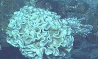 科学家发现巨型阿米巴虫，生活在海底深处（创造纪录）