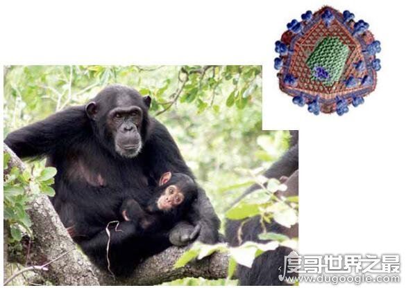 艾滋病起源的罪魁祸首，起源于非洲黑猩猩(之后被人为传播)