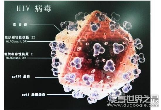 艾滋病起源的罪魁祸首，起源于非洲黑猩猩(之后被人为传播)