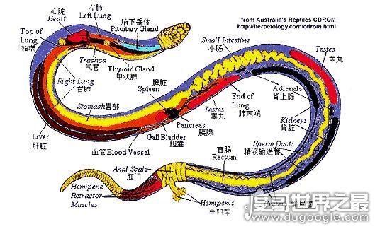 打蛇打七寸的七寸是指,七寸是指蛇的心脏位子(打伤要害必死)