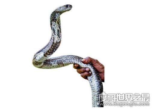 打蛇打七寸的七寸是指，七寸是指蛇的心脏位子(打伤要害必死)