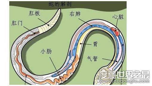 打蛇打七寸的七寸是指，七寸是指蛇的心脏位子(打伤要害必死)