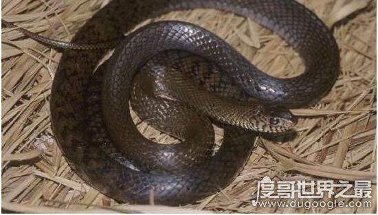 打蛇打七寸的七寸是指，七寸是指蛇的心脏位子(打伤要害必死)