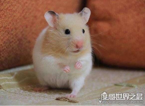 金丝熊寿命多少年,平均寿命两年(养得好能活三五年)