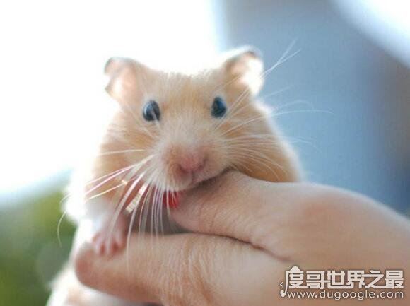 金丝熊寿命多少年,平均寿命两年(养得好能活三五年)