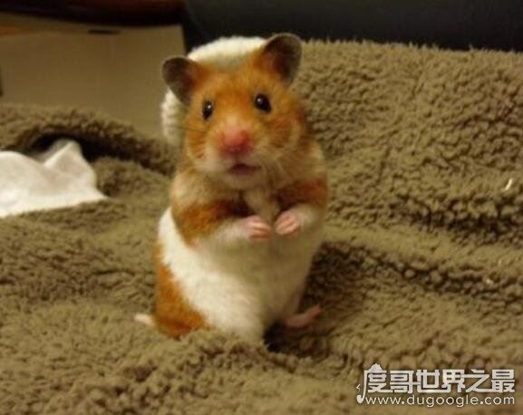 金丝熊寿命多少年,平均寿命两年(养得好能活三五年)