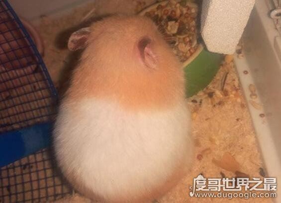 金丝熊寿命多少年,平均寿命两年(养得好能活三五年)