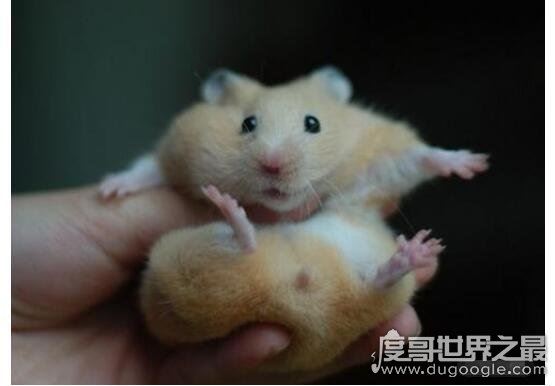 金丝熊寿命多少年，平均寿命两年(养得好能活三五年)