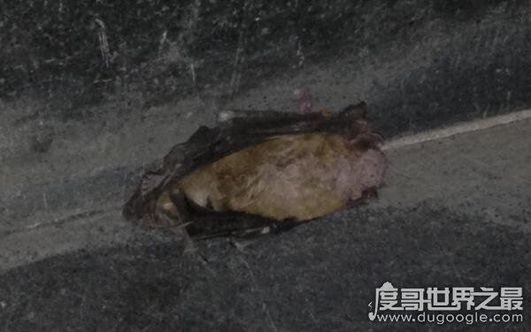 打死蝙蝠的后果,感染病毒危险增加(可能影响福禄)