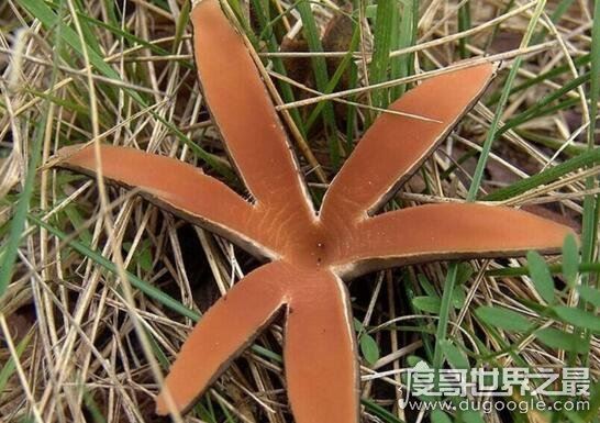 世界上最罕见的蘑菇，恶魔雪茄(绽放时喷出烟雾)