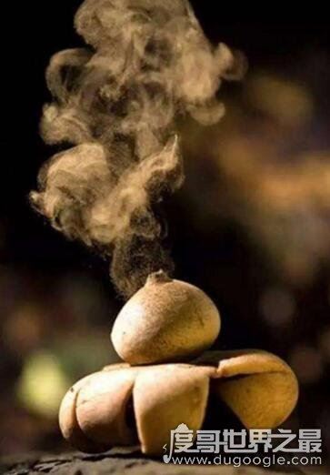 世界上最罕见的蘑菇,恶魔雪茄(绽放时喷出烟雾)