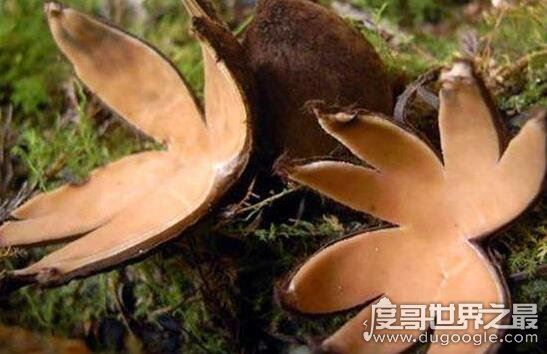 世界上最罕见的蘑菇，恶魔雪茄(绽放时喷出烟雾)