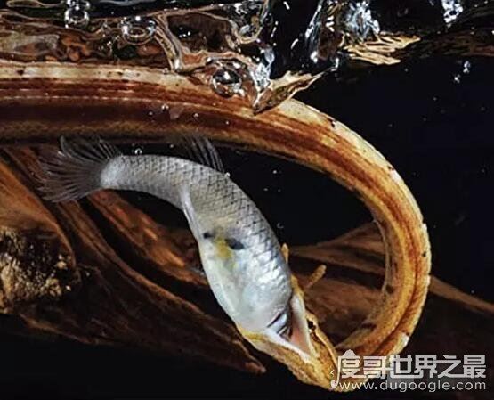 生物界的钓鱼大师,钓鱼蛇能让鱼往嘴里钻(钓鱼独门绝技)