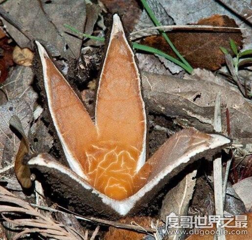 世界上最罕见的蘑菇，恶魔雪茄(绽放时喷出烟雾)