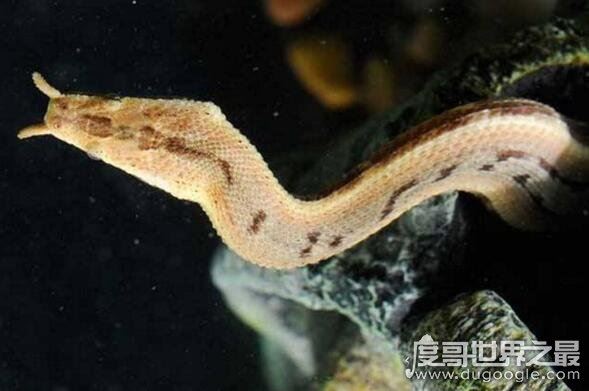 生物界的钓鱼大师，钓鱼蛇能让鱼往嘴里钻(钓鱼独门绝技)