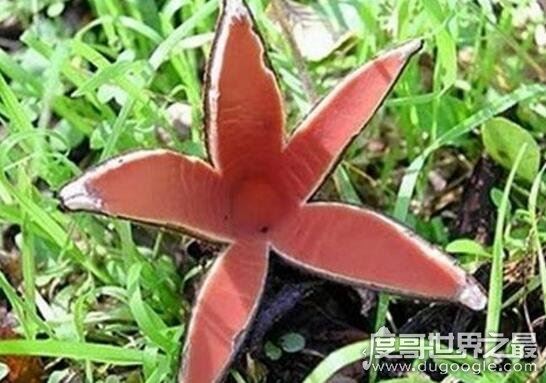 世界上最罕见的蘑菇，恶魔雪茄(绽放时喷出烟雾)