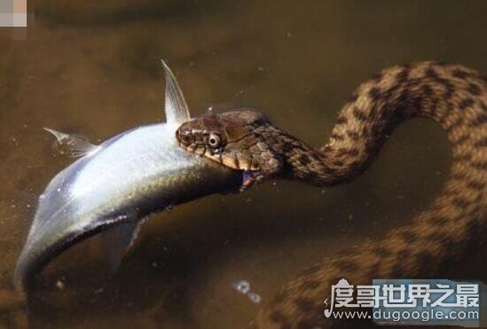 生物界的钓鱼大师,钓鱼蛇能让鱼往嘴里钻(钓鱼独门绝技)