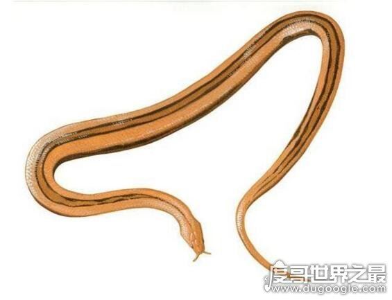 生物界的钓鱼大师，钓鱼蛇能让鱼往嘴里钻(钓鱼独门绝技)