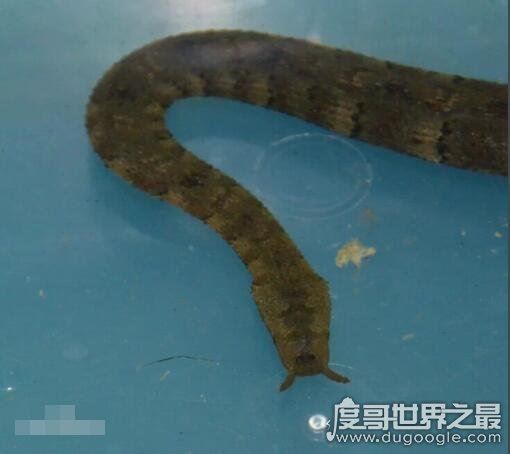 生物界的钓鱼大师，钓鱼蛇能让鱼往嘴里钻(钓鱼独门绝技)
