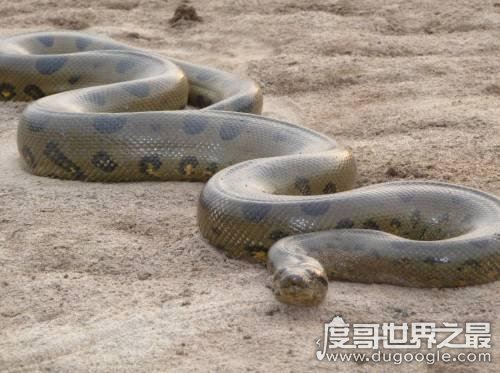 生物界的钓鱼大师,钓鱼蛇能让鱼往嘴里钻(钓鱼独门绝技)