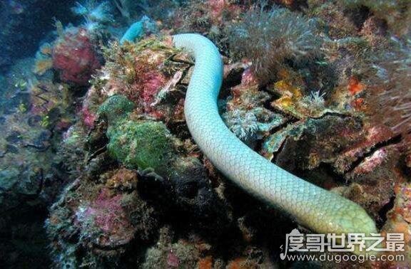 生物界的钓鱼大师，钓鱼蛇能让鱼往嘴里钻(钓鱼独门绝技)